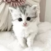 サイベリアン