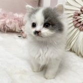 ブリティッシュショートヘア
