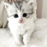 サイベリアン