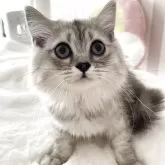サイベリアン