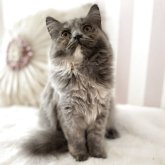 ブリティッシュショートヘア