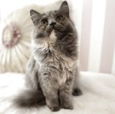 ブリティッシュショートヘア