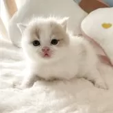 ブリティッシュショートヘア