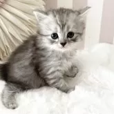 サイベリアン