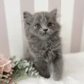ブリティッシュショートヘア