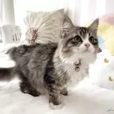 サイベリアン【大阪府・男の子・2025年6月19日・ブラウンタビー】の写真3