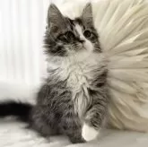 サイベリアン【大阪府・女の子・2025年1月22日・【外国産】ブラウンタビーホワイト】の写真7