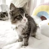 サイベリアン【大阪府・男の子・2025年6月19日・ブラウンタビー】の写真5