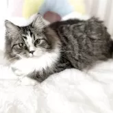 サイベリアン【大阪府・女の子・2025年1月22日・【外国産】ブラウンタビーホワイト】の写真5