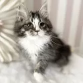 サイベリアン【大阪府・女の子・2025年1月22日・【外国産】ブラウンタビーホワイト】の写真10