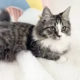 サイベリアン【大阪府・女の子・2025年1月22日・【外国産】ブラウンタビーホワイト】の写真6