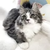 サイベリアン【大阪府・女の子・2025年1月22日・【外国産】ブラウンタビーホワイト】の写真9