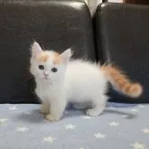 マンチカン(短足)【愛知県・男の子・2023年5月30日・レッドタビー&ホワイト】の写真3