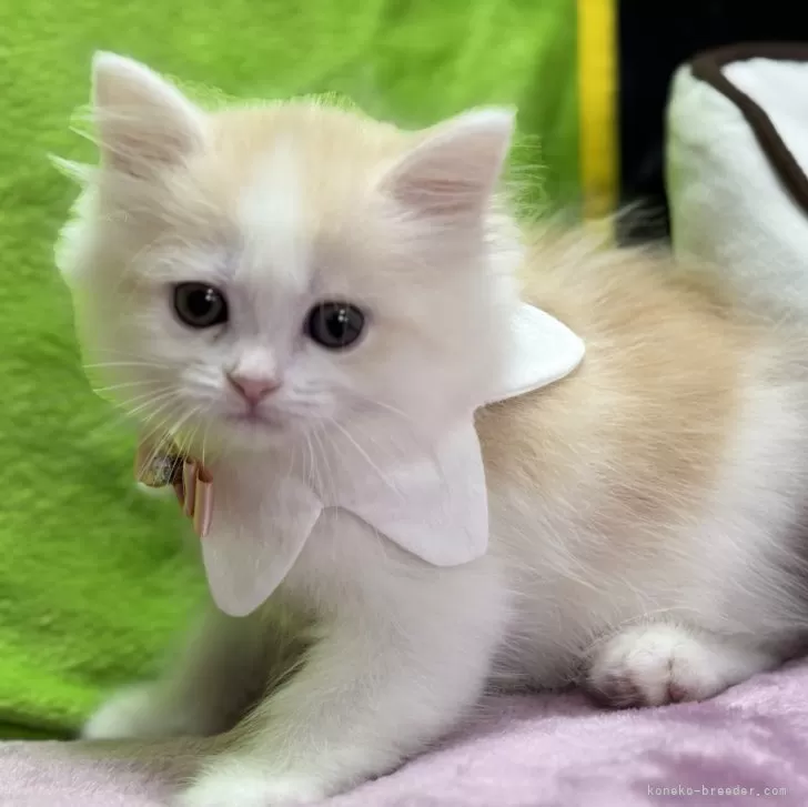 ID:2503-01391の子猫