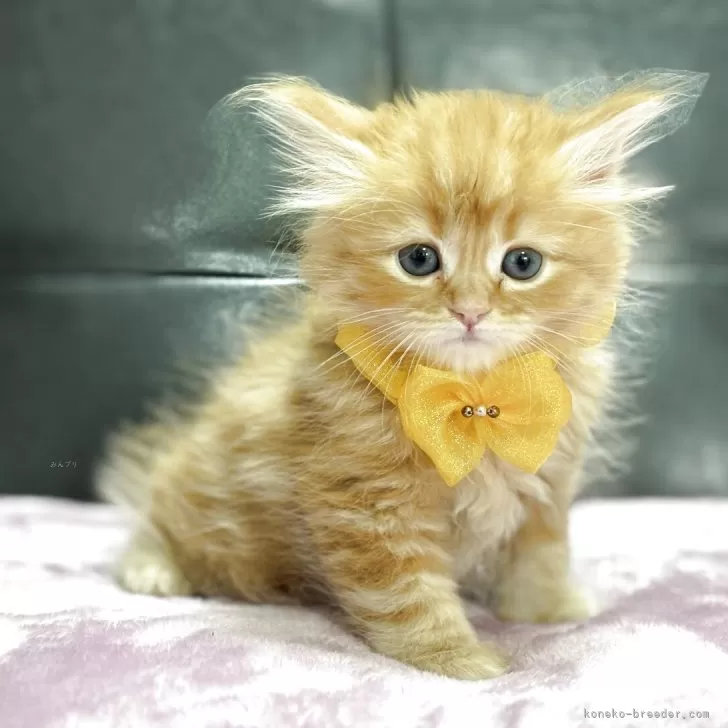 ももかっち 様のお迎えした子猫