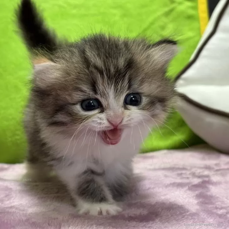 K.Ｉ 様のお迎えした子猫