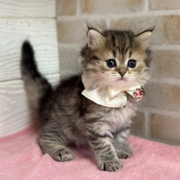 ミヌエット(長足)【愛知県・女の子・2025年10月22日・ブラウンタビー】の写真「可愛いお顔の女の子💕」