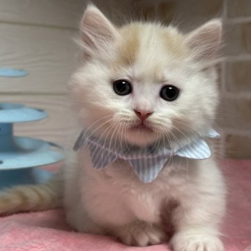 ミヌエット(短足)【愛知県・男の子・2025年9月21日・クリームタビー&ホワイト】の写真「甘えん坊ヨチヨチ歩きの短足君💕」