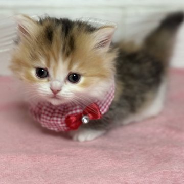 ミヌエット(短足)【愛知県・女の子・2025年10月22日・ブラウンパッチドタビー&ホワイト】の写真「ヨチヨチ歩きの短足ちゃん💕」