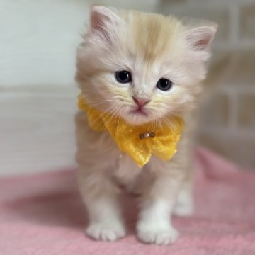 ミヌエット(長足)【愛知県・女の子・2025年10月30日・クリームタビー&ホワイト】の写真「優しいお顔の女の子💕」