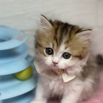 ミヌエット(長足)【愛知県・女の子・2025年9月21日・ブラウンタビー&ホワイト】の写真「可愛いいお顔の女の子💕」