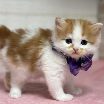 ミヌエット(長足)【愛知県・男の子・2025年10月30日・レッドタビー&ホワイト】の写真「可愛いお顔の男の子💕」