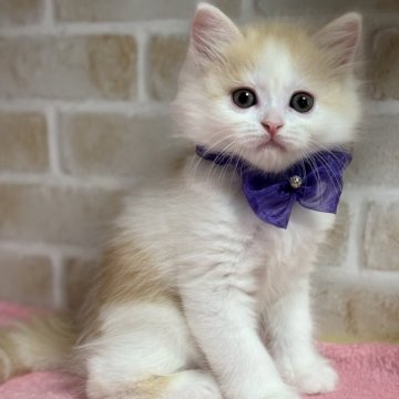 ミヌエット(長足)【愛知県・男の子・2025年9月21日・レッドタビー&ホワイト】の写真「優しいお顔の男の子💕」