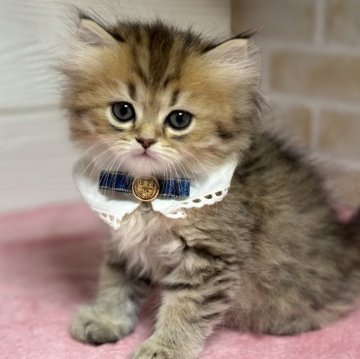 ミヌエット(長足)【愛知県・男の子・2025年9月21日・ブラウンタビー】の写真「クリクリオメメの男の子💕」