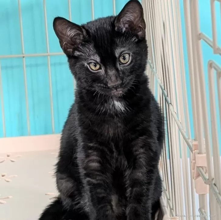 ID：2411-02344の子猫