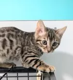 ベンガル【愛知県・男の子・2024年10月18日・ブラウンスポッテッドタビー】の写真3