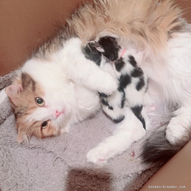 細川こずえブリーダーのブログ：❄️.*˚可愛い天使のマンチカンベビー2匹が生まれました✨❄️.*˚