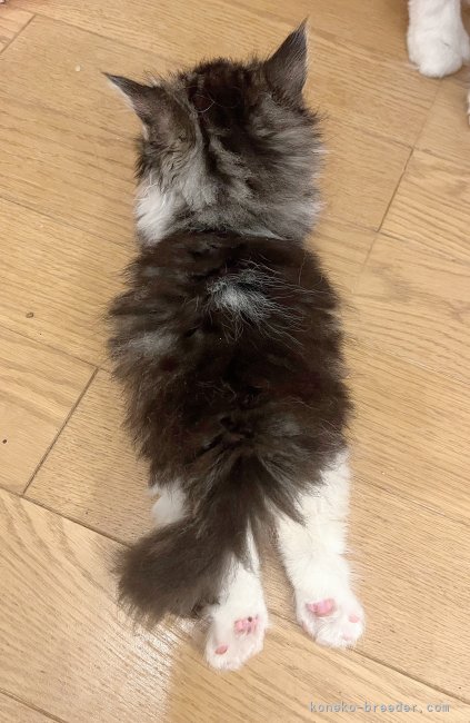 細川こずえブリーダーのブログ：ꦼ🌻໋᳝݊子猫ちゃんの足が可愛すぎるお話❤︎⸝⸝◝ࠏ◜ ⸝⸝❤︎ꦼ🌻໋᳝݊