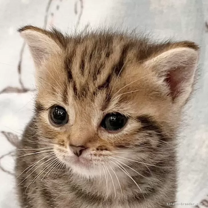 ID:2401-00061の子猫