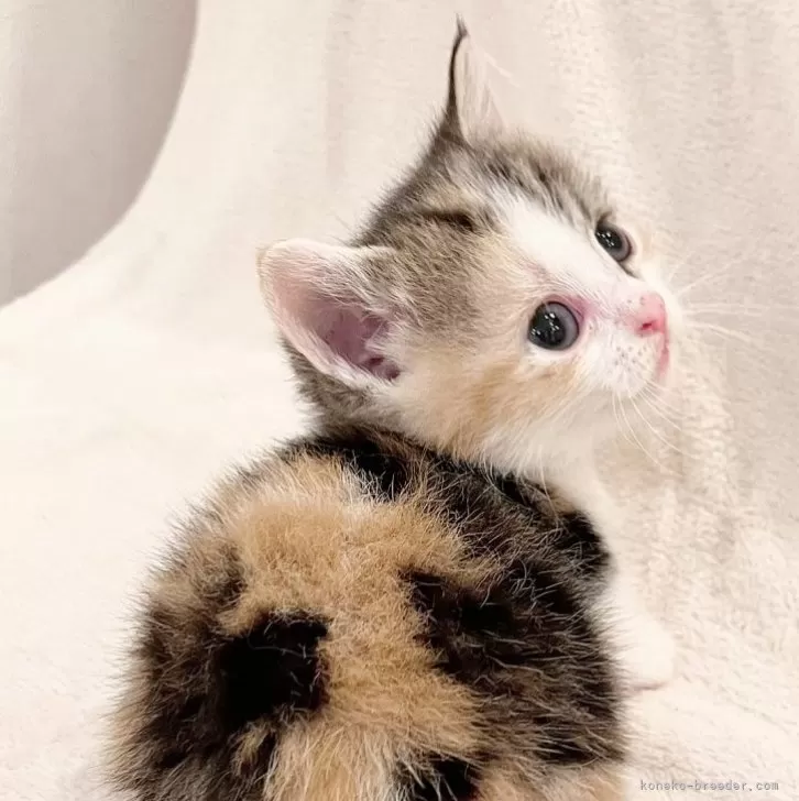 ID:2410-01073の子猫