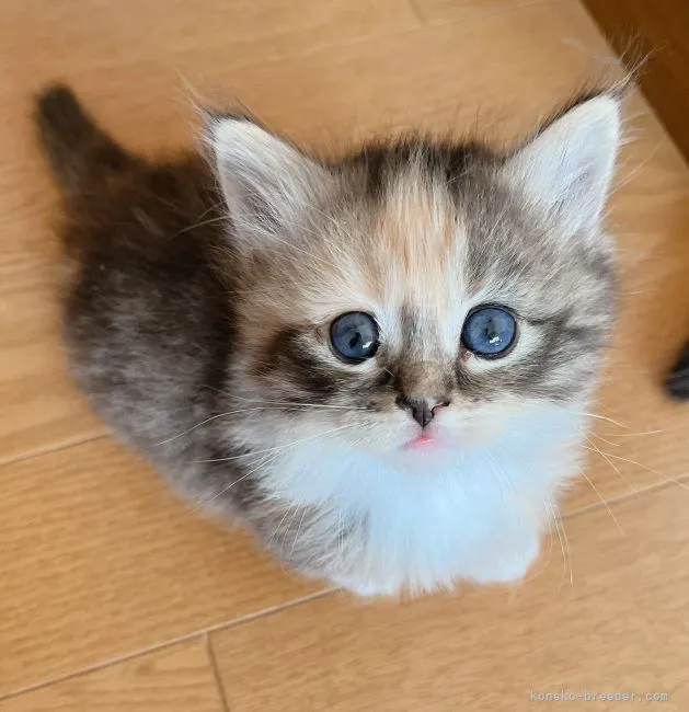 ID:2111-01633の子猫