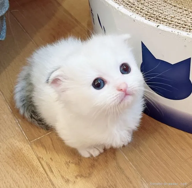 ID:2203-01124の子猫
