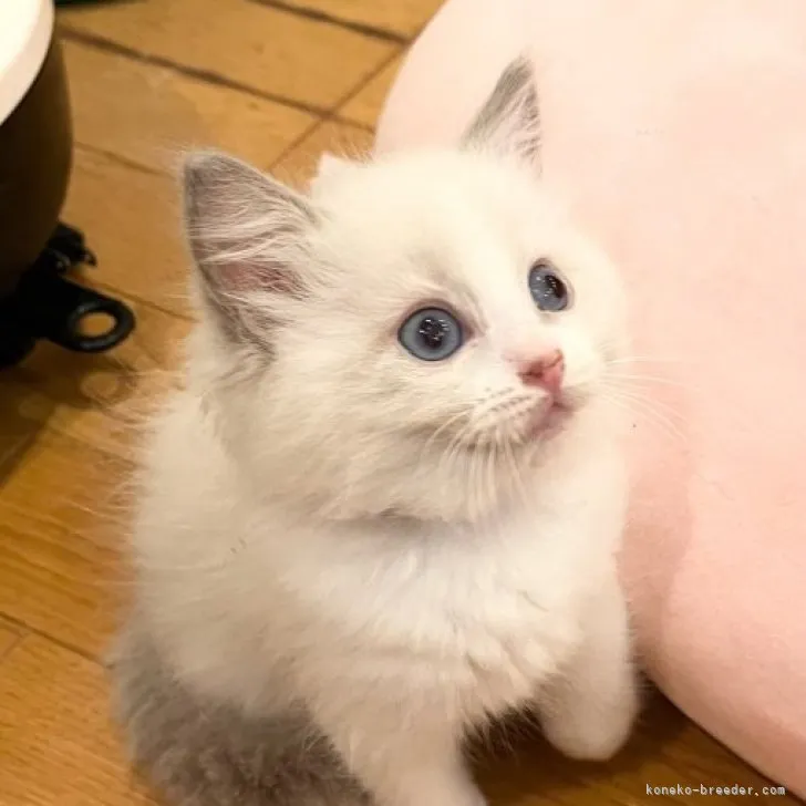 ID:2308-02697の子猫
