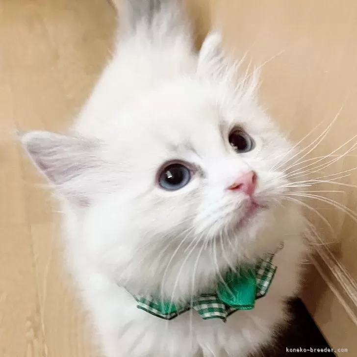 ID:2312-00301の子猫