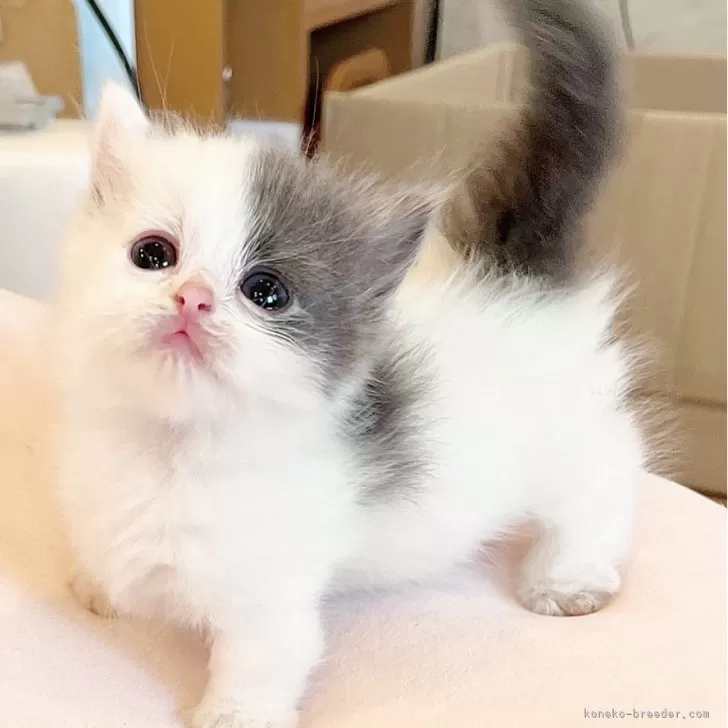 ID:2409-02957の子猫
