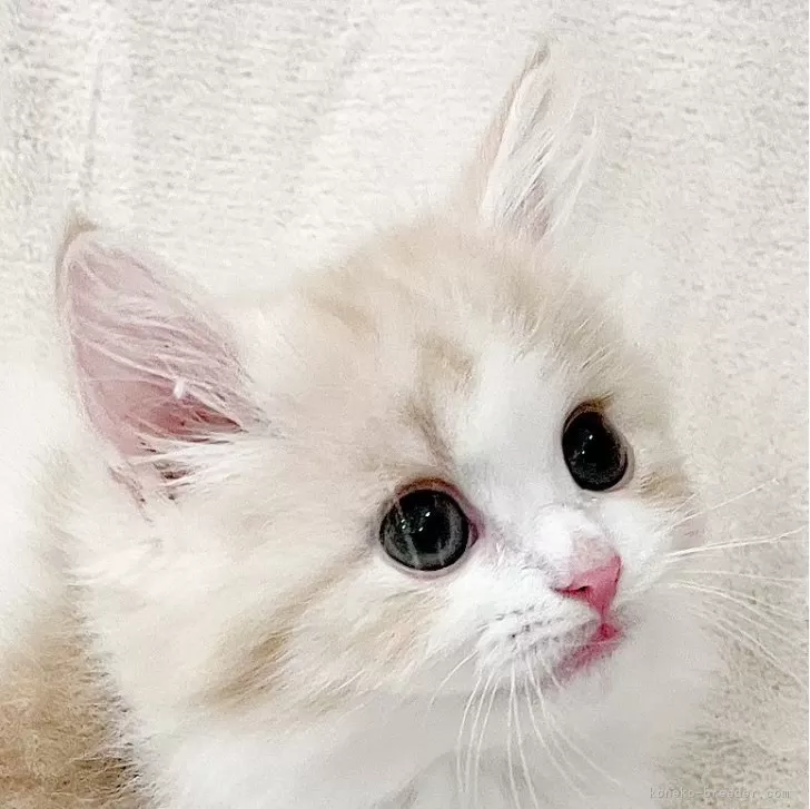 ID:2409-00755の子猫