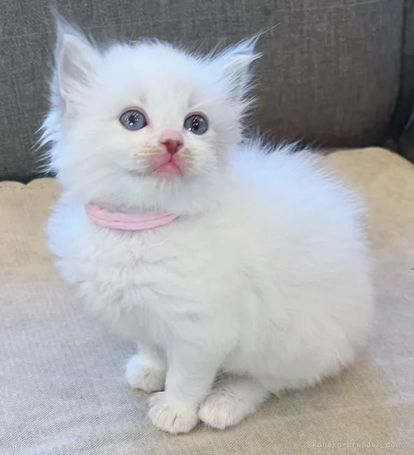 ID:2205-02522の子猫