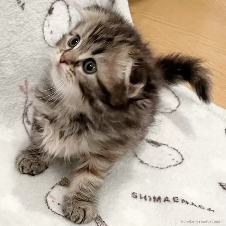 ID:2312-03004の子猫