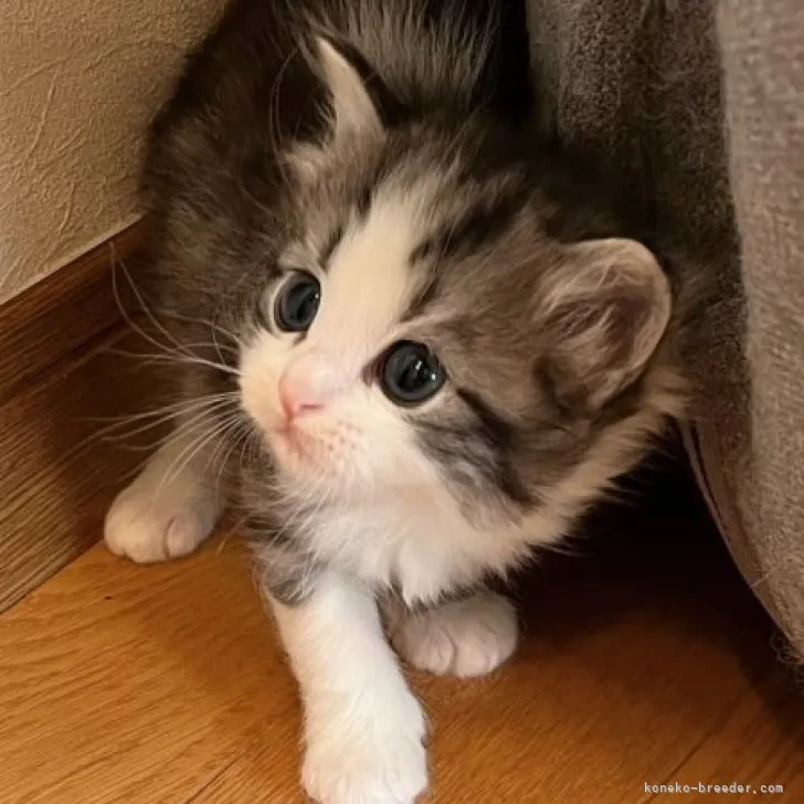 ID：2304-01906の子猫