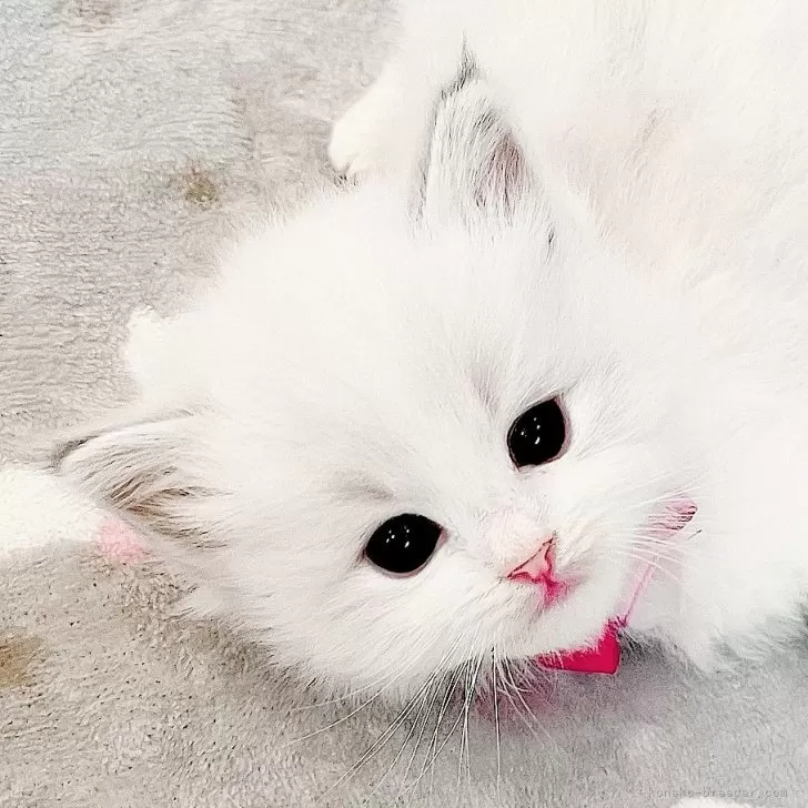 ID:2404-02934の子猫