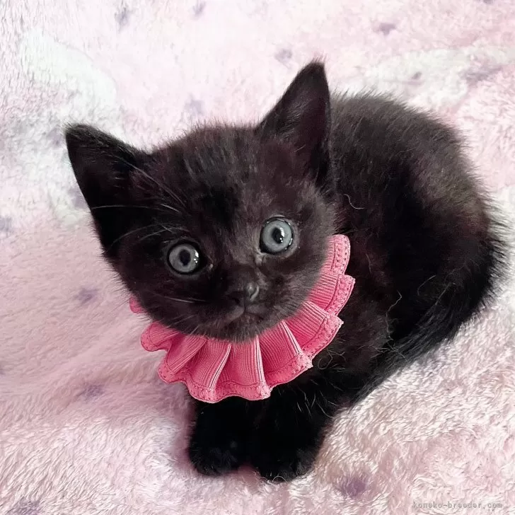 ID：2405-01921の子猫