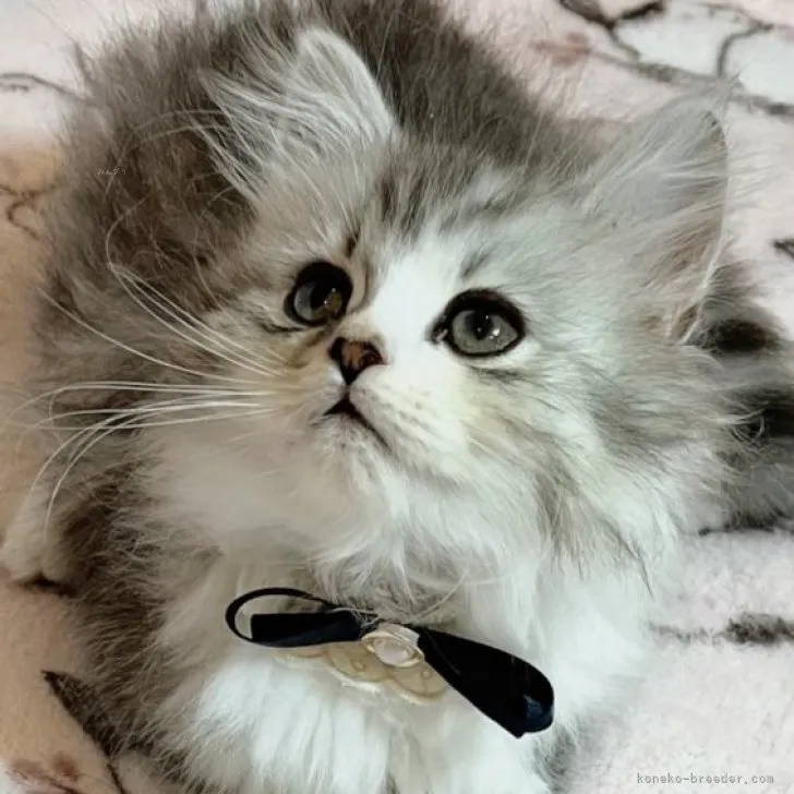 ID：2310-00925の子猫