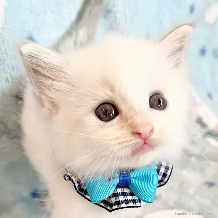 ID：2406-00879の子猫