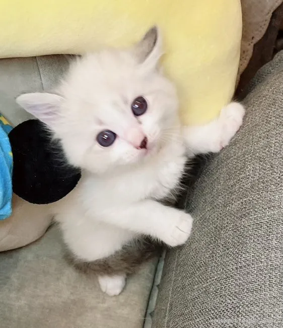 ID：2112-01162の子猫