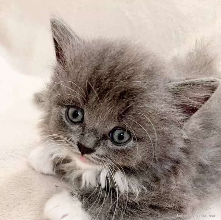 ID：2409-02965の子猫