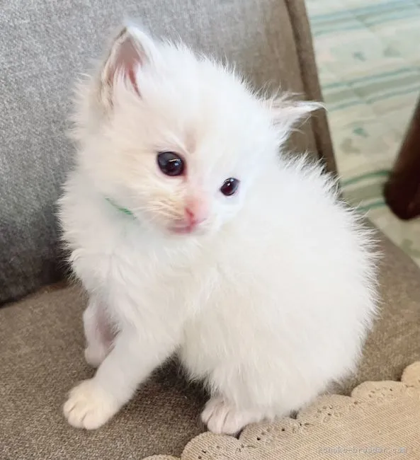 ID:2205-01428の子猫